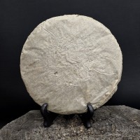 Лао шен Янь Сюнь (копченый) 2006 год. Лао шен Янь Сюнь (копченый) 2006 год.