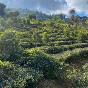 Е Шэн: Дикие чайные деревья Китая — живое наследие древних лесов