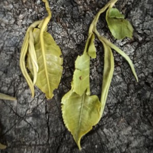 Что делать с чайной заваркой после чаепития: 5 идей, которые вас удивят